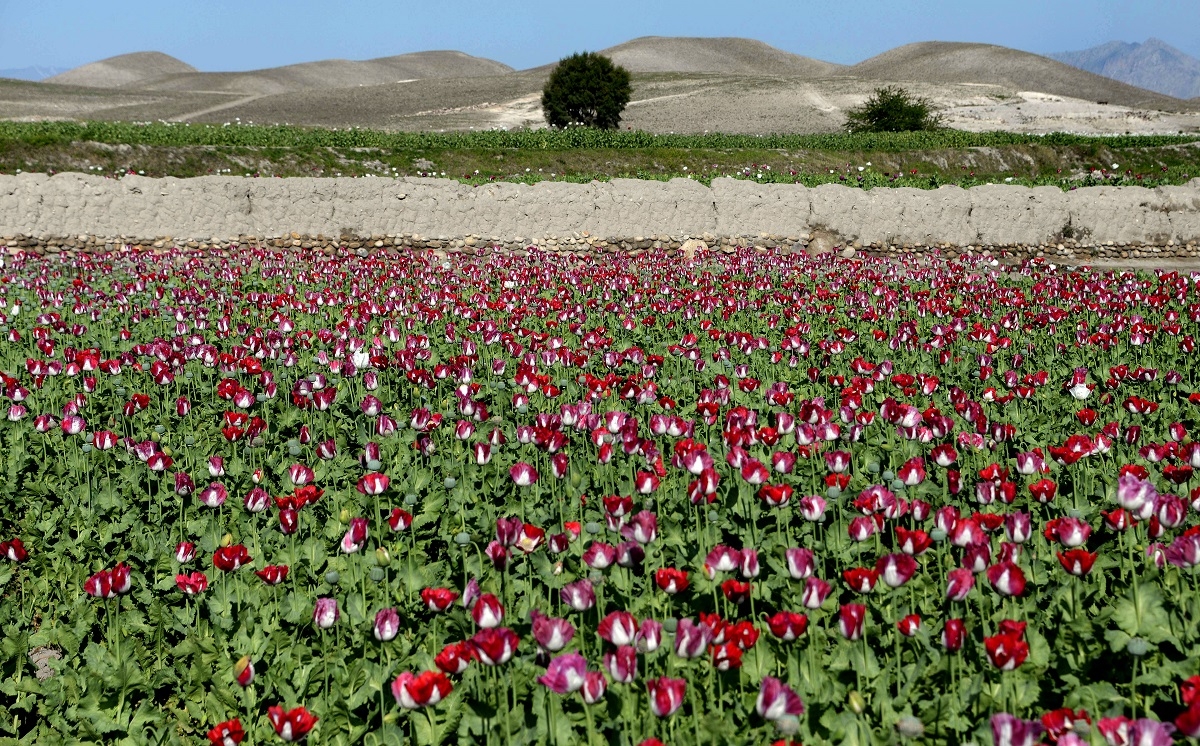 Poppies bloom in a field on the outskirts of Jalalabad, capital of Nangarhar province on April 12, 2014.