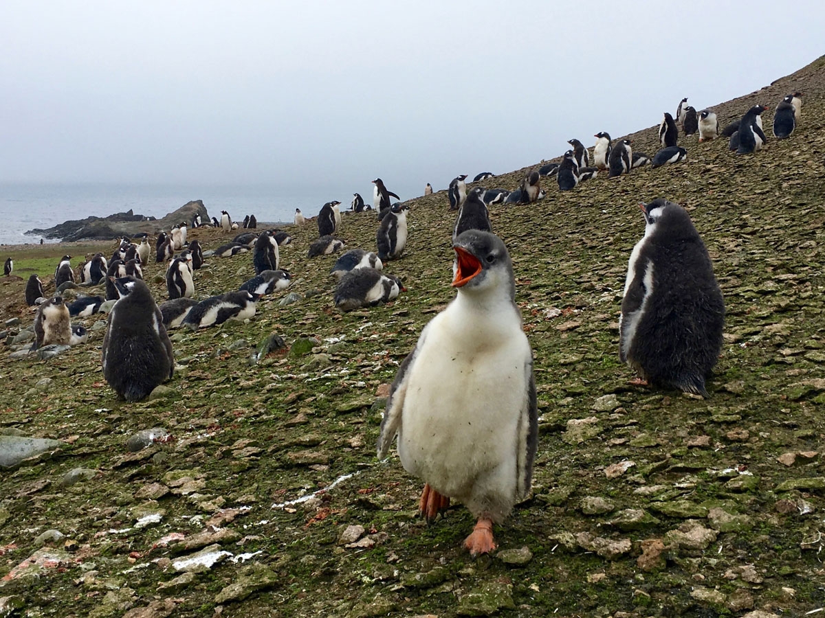 A young Gentoo penguin chirps amidst a colony of penguins on Ardley Island, Antarctic, on February 3, 2018.