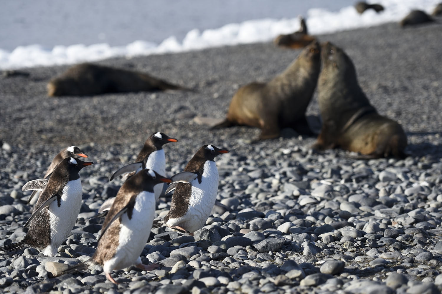View of Gentoo penguins (Pygoscelis Papua) and seals at the Yankee Harbour in the South Shetland Islands, Antarctica, on March 06, 2016. Antarctica-environment-tourism