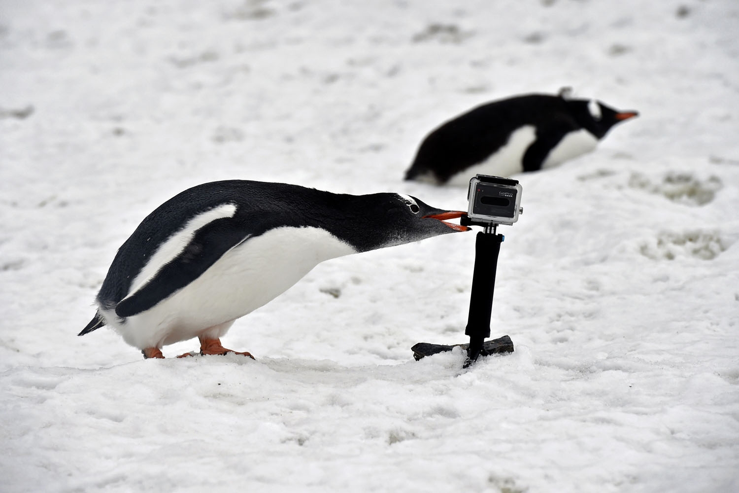 A Gentoo pinguin bites a gopro camera in Orne Harbour, Antarctic, on March 05, 2016 A Gentoo pinguin bites a gopro camera in Orne Harbour, Antarctic, on March 05, 2016