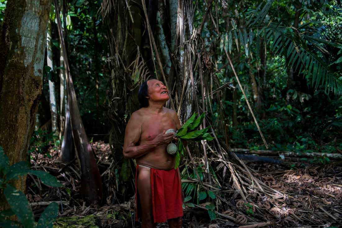 A Waiapi man looks at a boy picking fruits from a Geninapo tree at the Waiapi indigenous reserve in Amapa state in Brazil on October 13, 2017. When Waiapis walks into the Amazon forest surrounding their village, they do not see trees, but a kind of shopp
