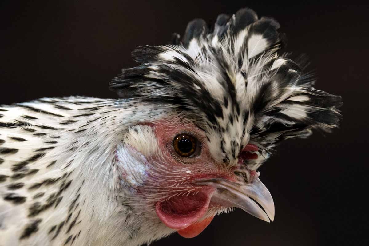 An Appenzeller Spitzhauben Bantam Silver Spangled.