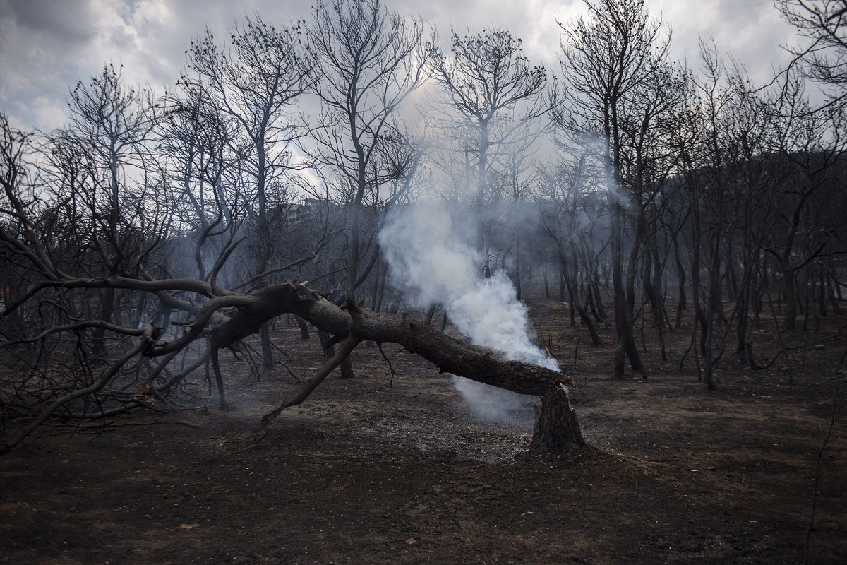A photo shows a view of a burnt forest following a wildfire in the village of Neos Voutzas, near Athens, on July 24, 2018.