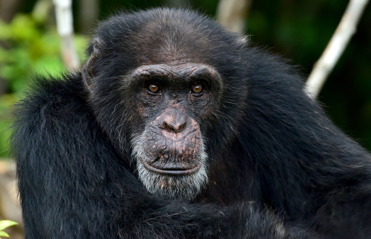 Ponso, the only surviving chimpanzee of a colony of 20 apes, is pictured on Chimpanzee Island near the town of Grand Lahou, Ivory Coast, on August 18, 2017