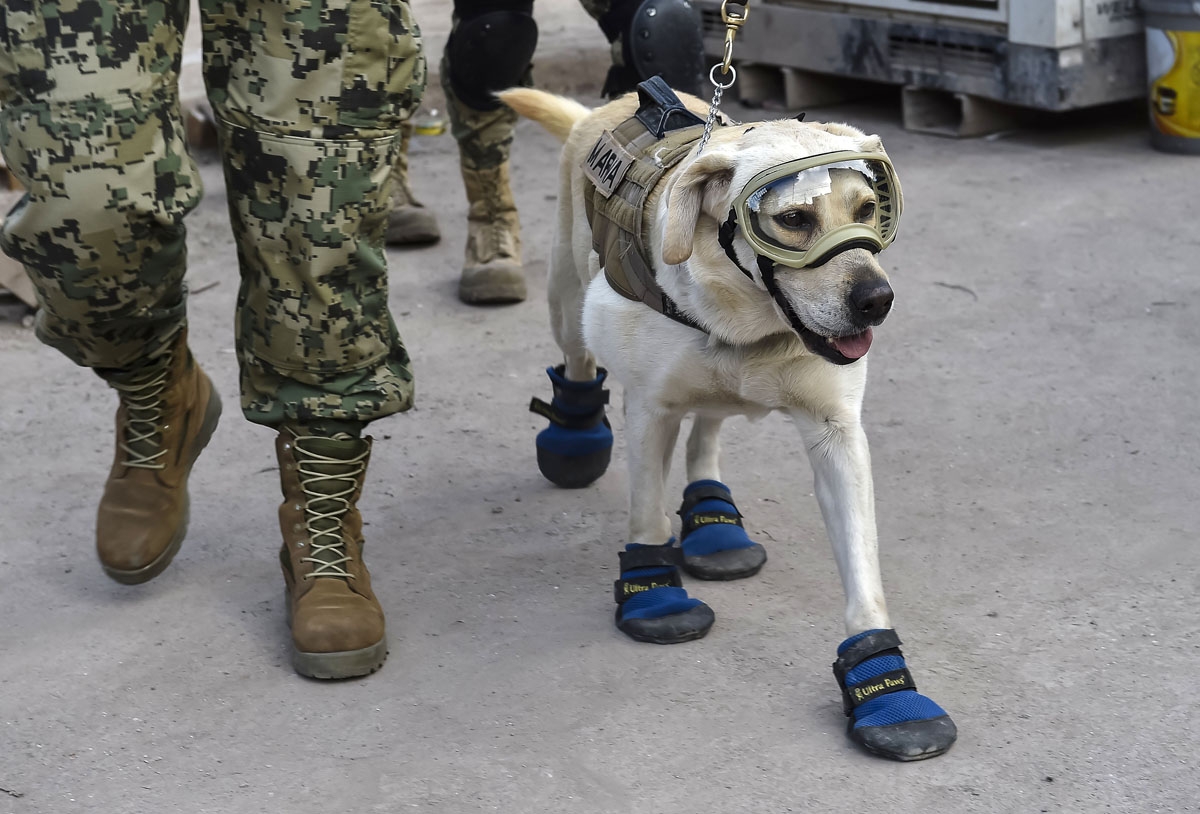 Frida, a rescue dog belonging to the Mexican Navy, with her handler Israel Arauz Salinas, takes part in the effort to look for people trapped at the Rebsamen school in Mexico City, on September 22, 2017, three days after the devastating earthquake that hi