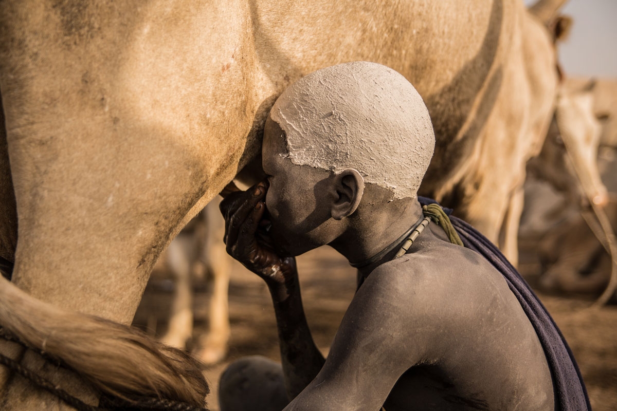 A Sudanese boy from Dinka tribe drinks milk from a cow udder at their cattle camp in Mingkaman, Lakes State, South Sudan on March 3, 2018.