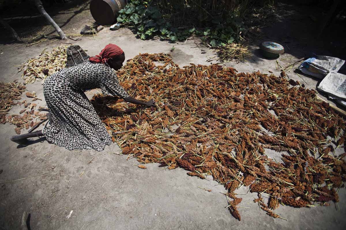 A woman dries sorghum in her house in Panddap, in the south of Aweil, northern Bahr El-Ghazal on October 10, 2015.