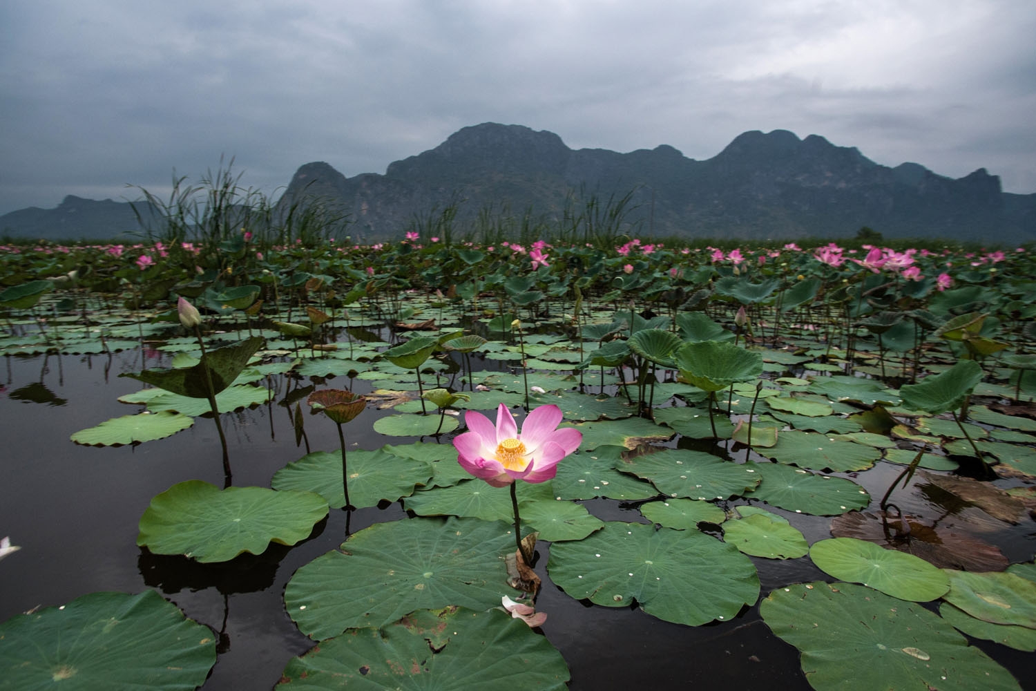 In this photograph taken on May 5, 2017, lotus flowers blossom in the Khao Sam Roi Yot national park in southern Thailand.