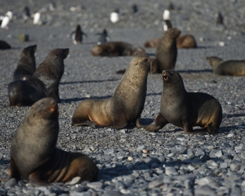 Antarctica-tourism-environment
